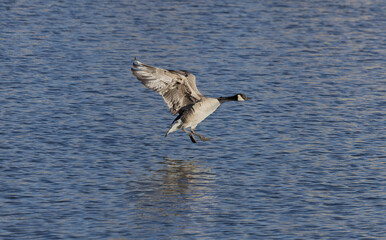 Adult Canada Goose with its feet outstretched and its wings extended back as it prepares to land on the surface of a lake with rippled water.