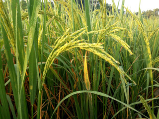Closeup image of dew-wet rice paddy in a paddy field (Oryza sativa)