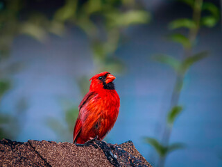 Red male cardinal bird perching on the top of the roof against blurred natural background