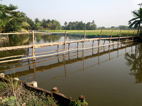 A wooden and bamboo walkway over the canal in the village, surrounded by trees, paddy fields and blue sky.