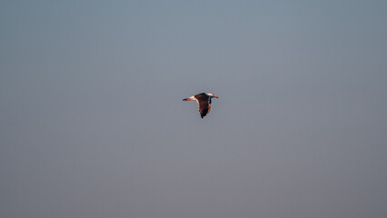 A seagull in flight