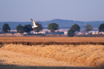 A seagull flies over a wheat field