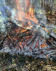 Prescribed burn of invasive species in a forest preserve