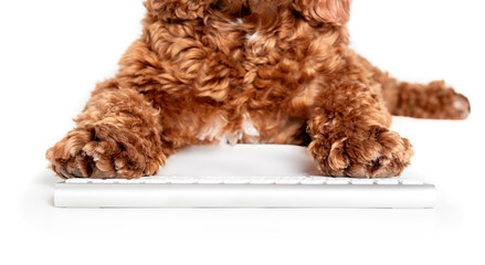 Dog using computer keyboard. Low angle view of cute fluffy puppy dog writing, working or using a computer with both paws on keys. dogs or pets using technology. Female Labradoodle. Selective focus.