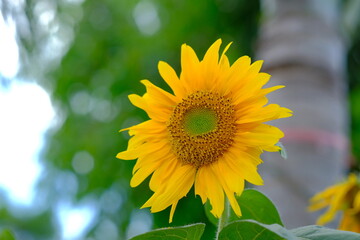 Sunflower. The petals are bright yellow. The leaves are green. In the middle of the flower there are sunflower seeds. Always likes to face the sunlight.