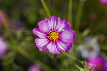 Obraz premium 光を浴びて輝く満開のピンクのグラデーションのコスモス