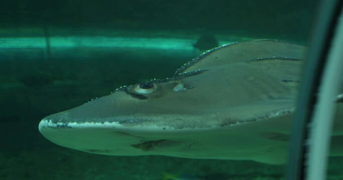 Close up of stingray swimming underwater