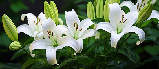 Five lilies in green garden