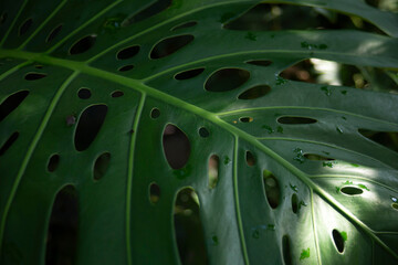 Monstera leaf with water drops, close-up. Nature background