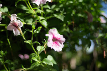 Pink petunia flower in the garden. Shallow depth of field.
