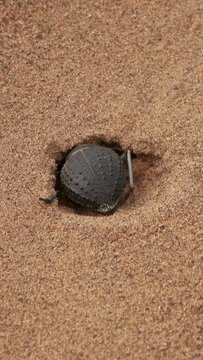 Scarab beetle digs a mink in the sand in the Sahara desert. Vertical video
