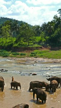 Elephants in the river at the Pinnawala Elephant Orphanage - Sri Lanka. Vertical video