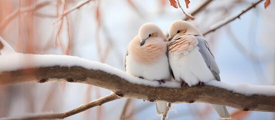 Doves huddling in a tree in winter