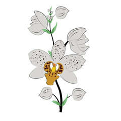 White peristeria orchid. Flowering plant with buds, stem, roots, green leaves. Detailed realistic vector design illustration.