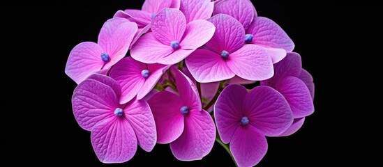 Hydrangea macrophylla also known as hydrangea is a common purple flower