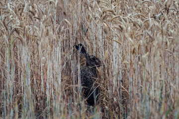 small brown hare (Lepus europaeus) hiding in a farmer's field