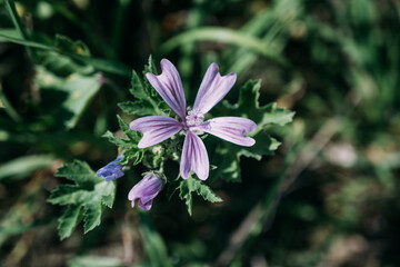 macro shot of a purple flower