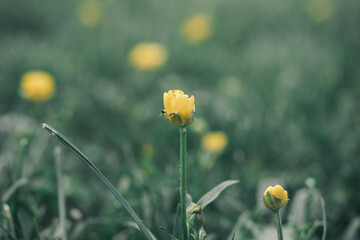 a yellow flower in the field