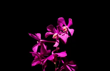 Foto op Canvas Purple orchid flower isolated on black background  © Champ