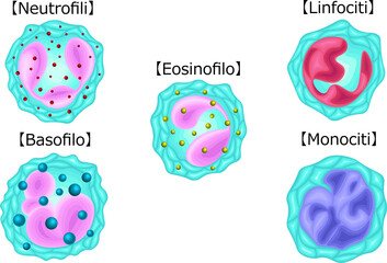 白血球　種類　イラスト　イタリア語