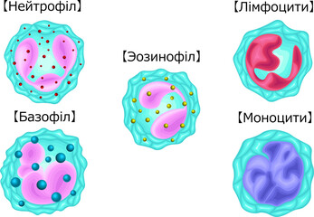 白血球　種類　イラスト　ウクライナ語