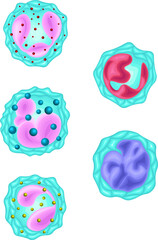 白血球　種類　イラスト