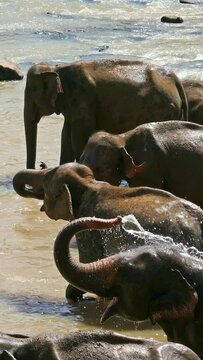 Elephants in the tropical river - Sri Lanka. Vertical video