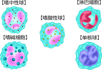 白血球　種類　イラスト　中国語