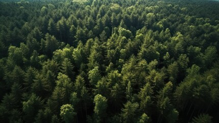Naklejka na ściany i meble Drone view of a perfectly green forest, aerial view of the forest