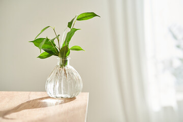 Glass vase in the sun with a ficus shoot that takes root in the water.