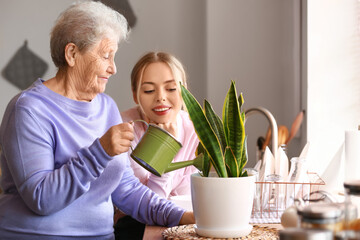 Young woman and her grandmother watering houseplant in kitchen