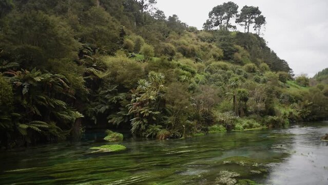 The Waihou River at Blue Spring in the Waikato region of New Zealand. Crystal clear water, and lush green water weed.