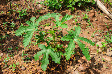 Okra plant with buds and okra
