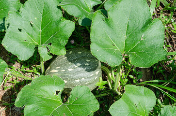 Raw pumpkin with vine and leaves