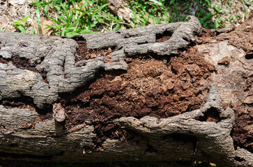 Fototapeta na wymiar Decaying wooden log of a tree trunk