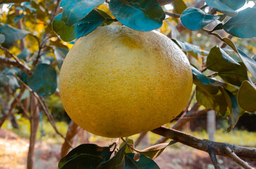 Pomelo fruit on the plant