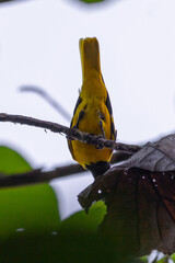 Black-hooded oriole