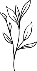 Fototapeta na wymiar leaf hand drawn