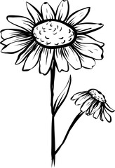 flower hand drawn