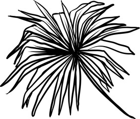 tropical leaf hand drawn