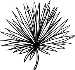 Obraz premium tropical leaf hand drawn