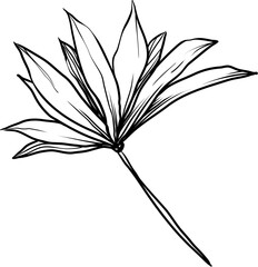 tropical leaf hand drawn