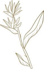 tropical leaf hand drawn