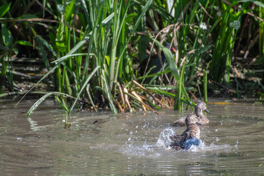 Two dabbling ducks swimming in a wetland next to tall grass.