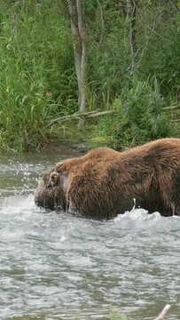 Big brown bear hunts for salmon in the water and catch the fish, Kamchatka, Russia. Vertical video