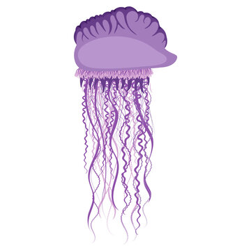 Portuguese man o' war vector illustration isolated on white background. Dangerous Physalia physalis.