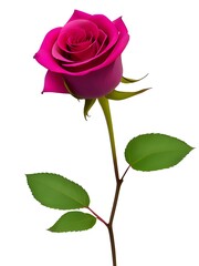 Obraz premium rose isolated on white background