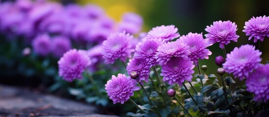 Gardens purple bloom