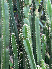 close - up view of beautiful exotic cactus in the garden