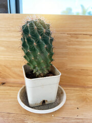 cactus in a pot on the wooden floor